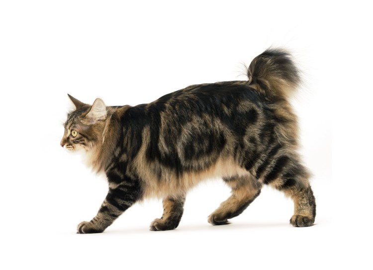 Кот с ампутированным хвостом