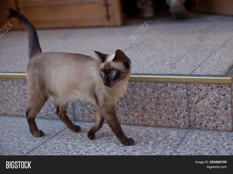 Лежачий кот