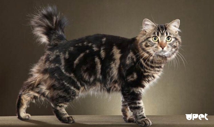 Американский бобтейл кошки