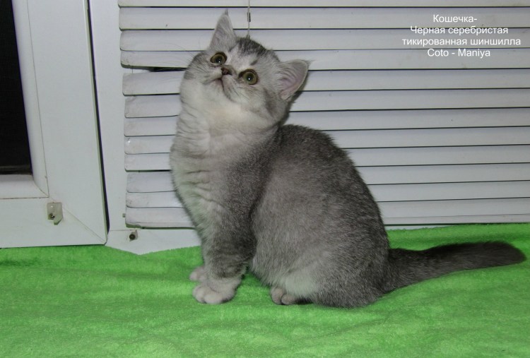 Серебристая тикированная шиншилла Шотландская