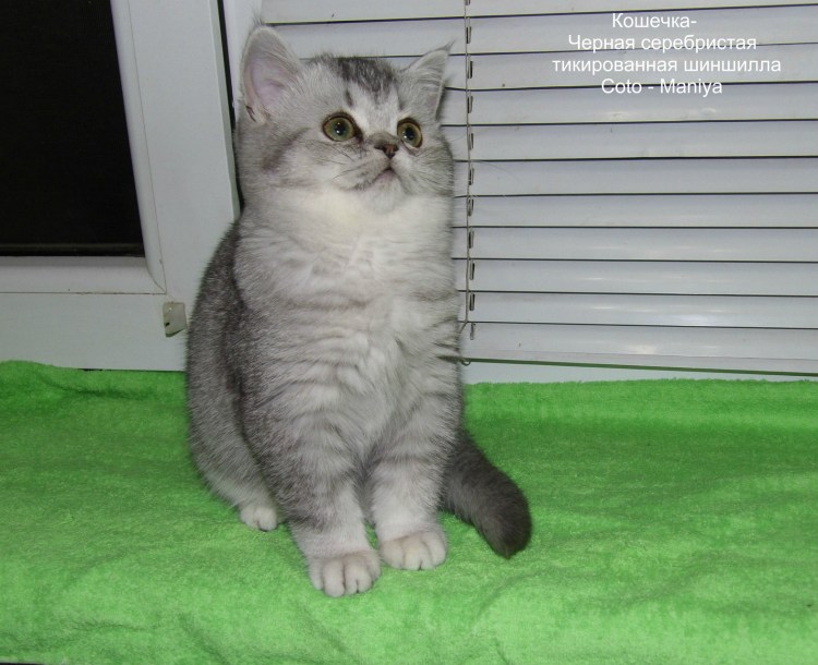 Шиншилла Британская голубая
