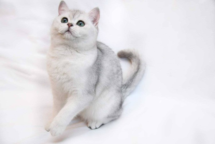 Персидская шиншилла кошка рыжая