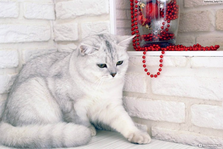 Британская шиншилла