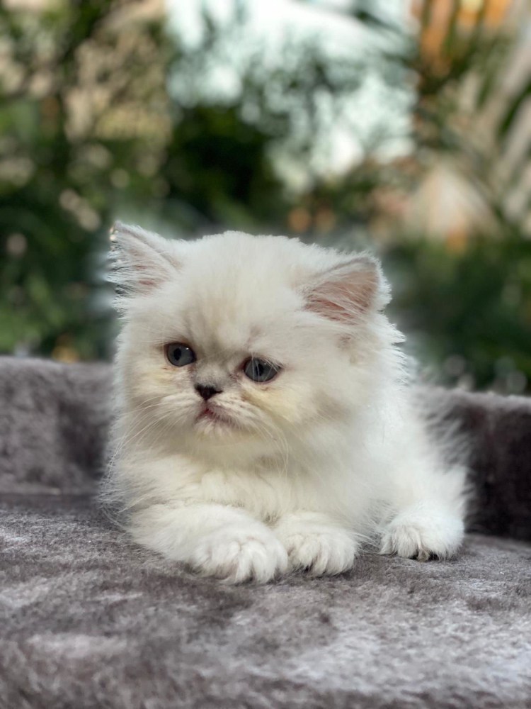 Британская короткошёрстная шиншилла