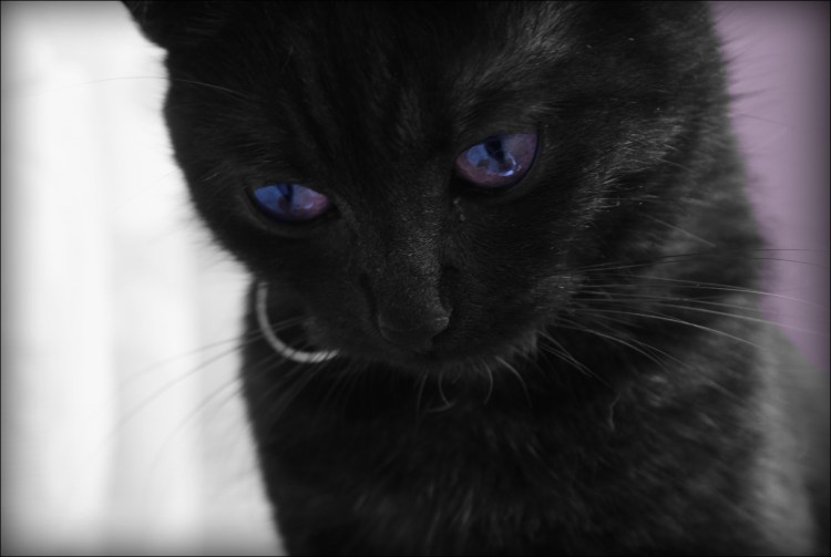 Черная Бомбейская кошка с зелеными глазами