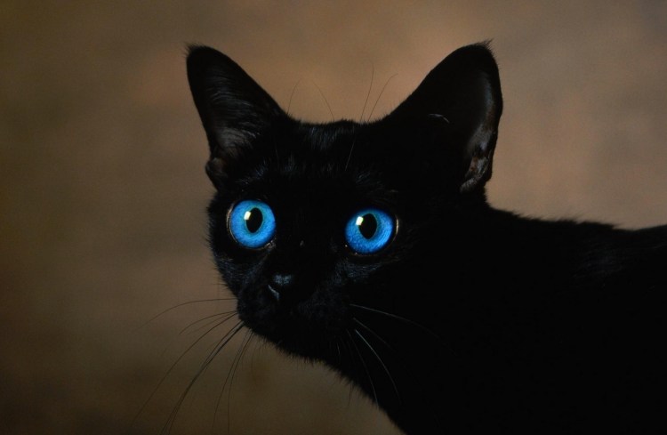 Черный кот с желтыми глазами
