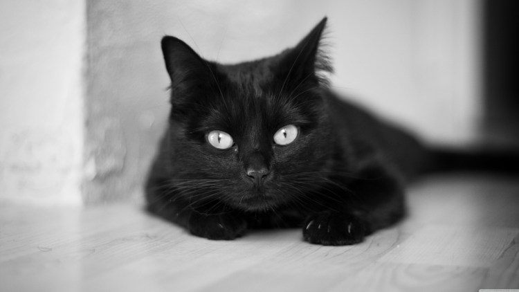 Black Cat Sad