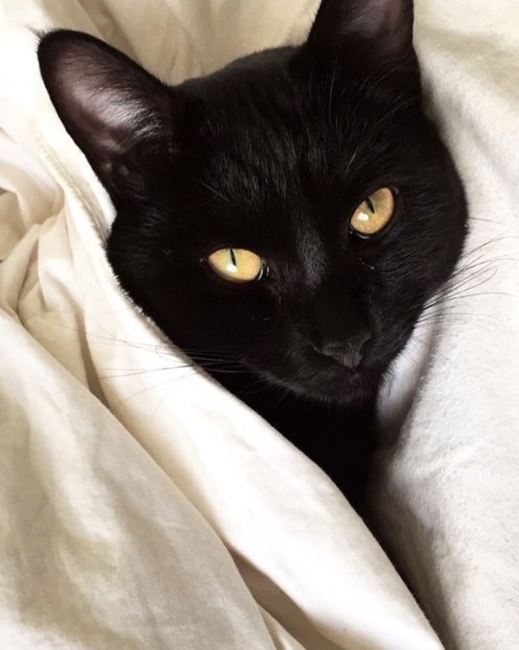 Коричневый кот с зелеными глазами