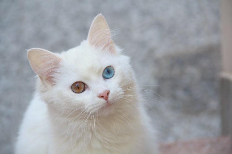 Анатолийская кошка