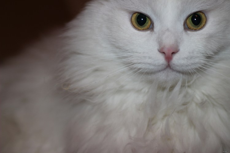 Сибирская ангорская кошка