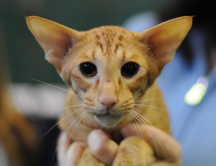 Ориентальная кошка грузин