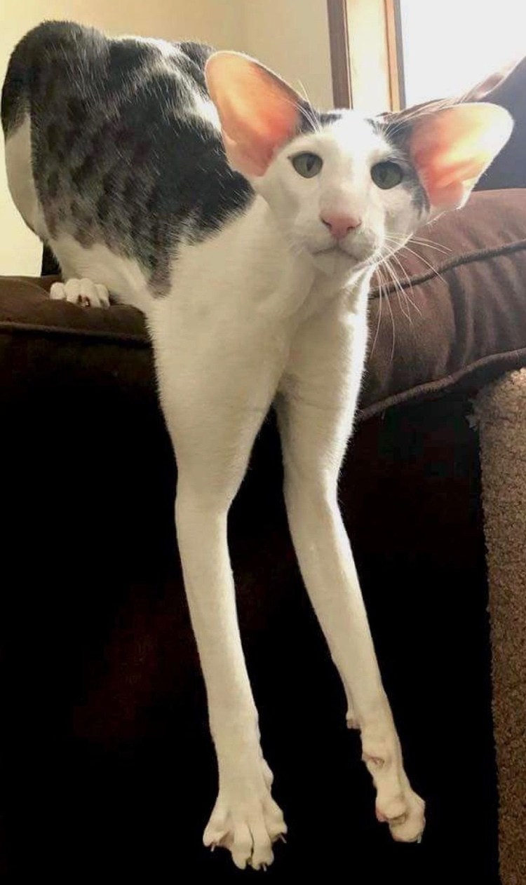 Коты с вытянутой мордой