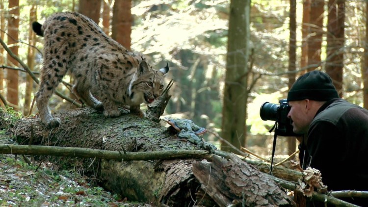 Рысь и человек
