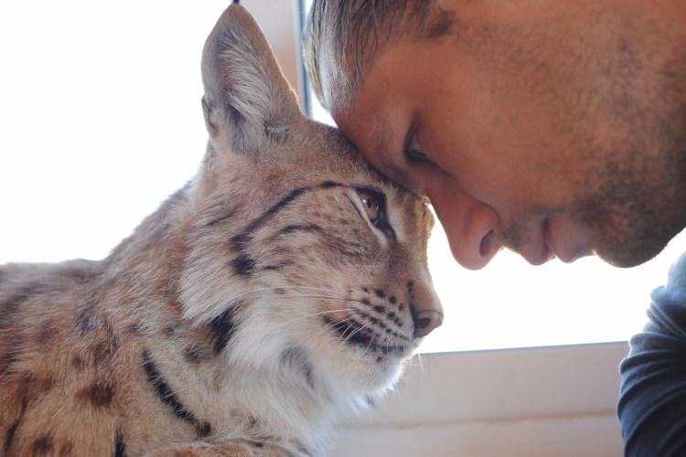 Рысь и человек Дружба