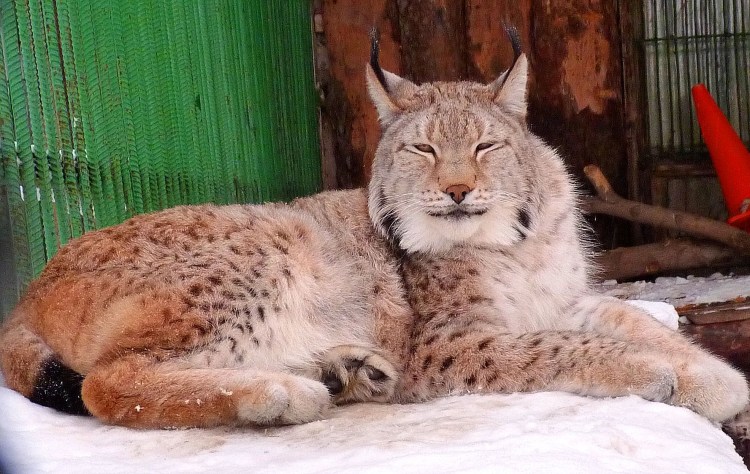 Рысь и человек Дружба