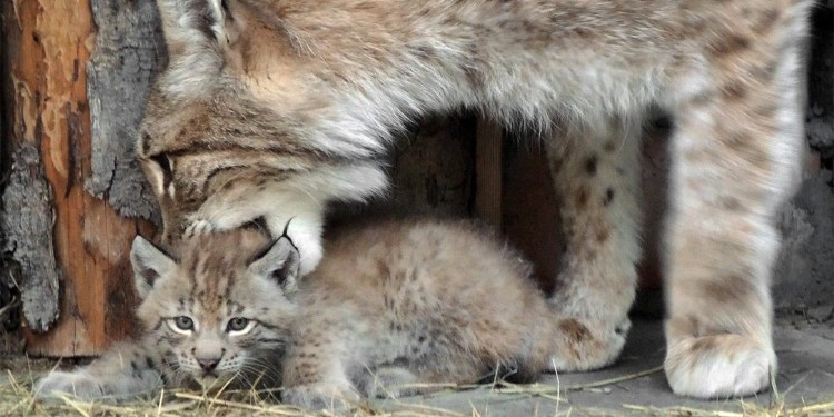 Сервал, Саванна, чаузи,каракал