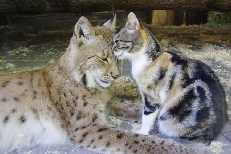 Кот Гоша каракал