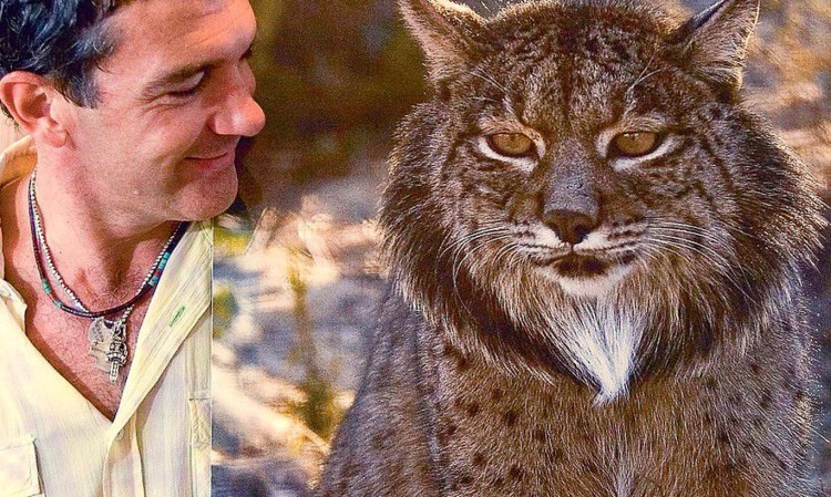 Саблезубая Рысь