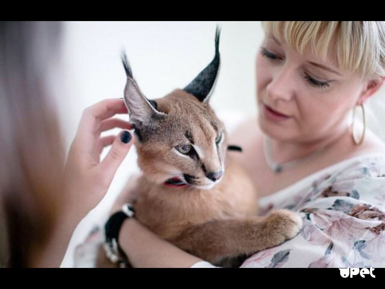 Популяция рыси в России 2021 год