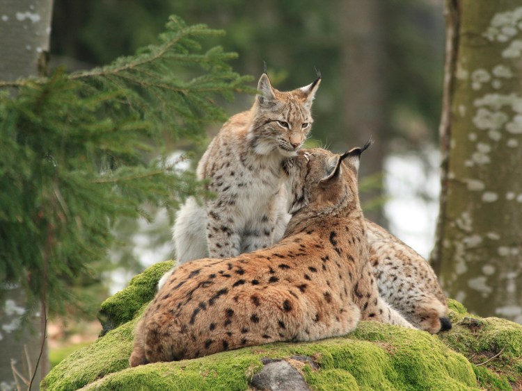 Рысь с рысятами