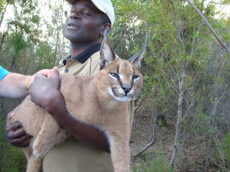 Каракал гера