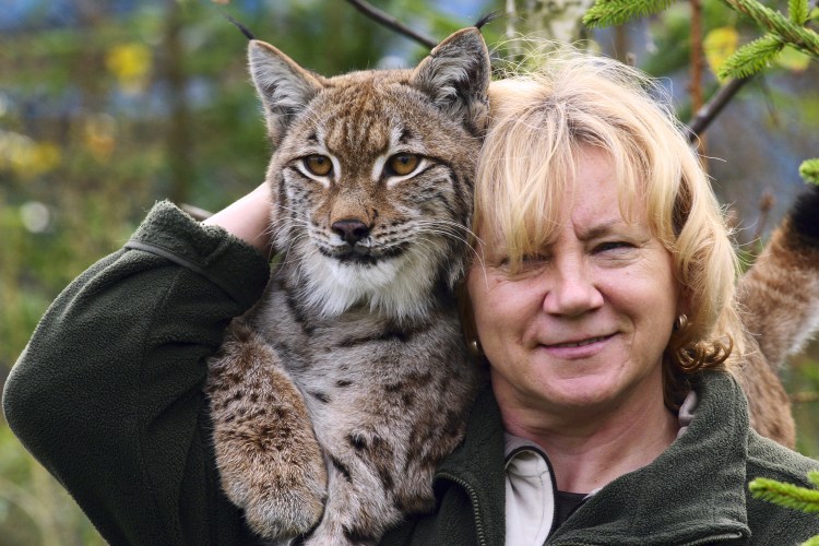 Канадская Рысь домашняя