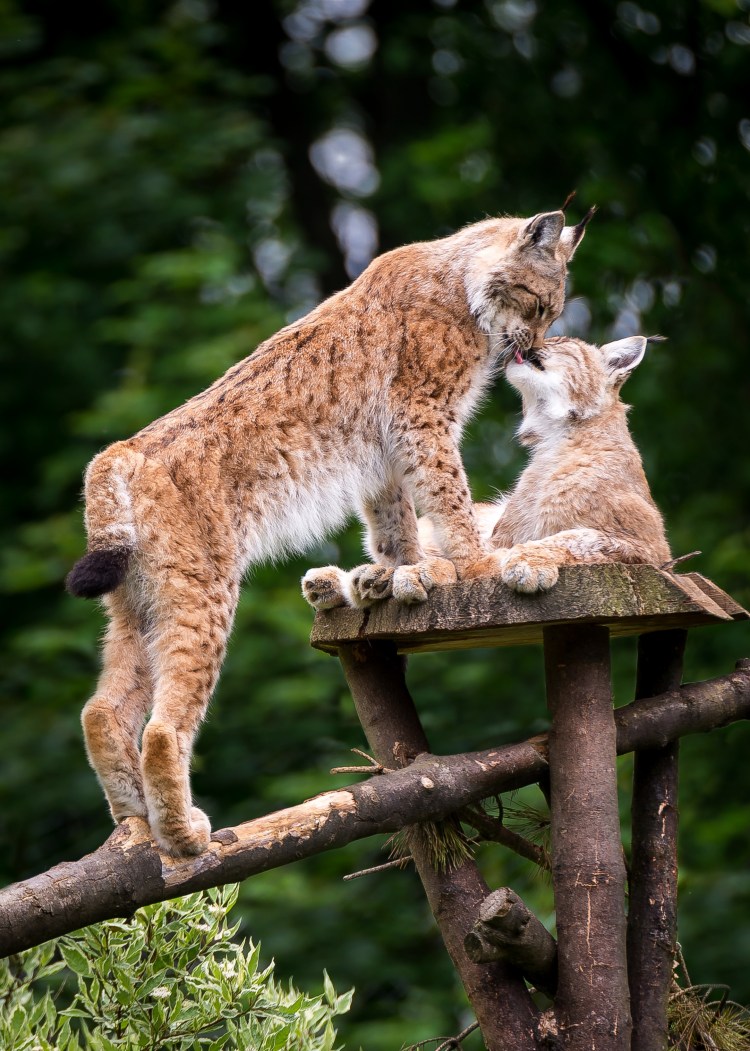 Пума и Рысь