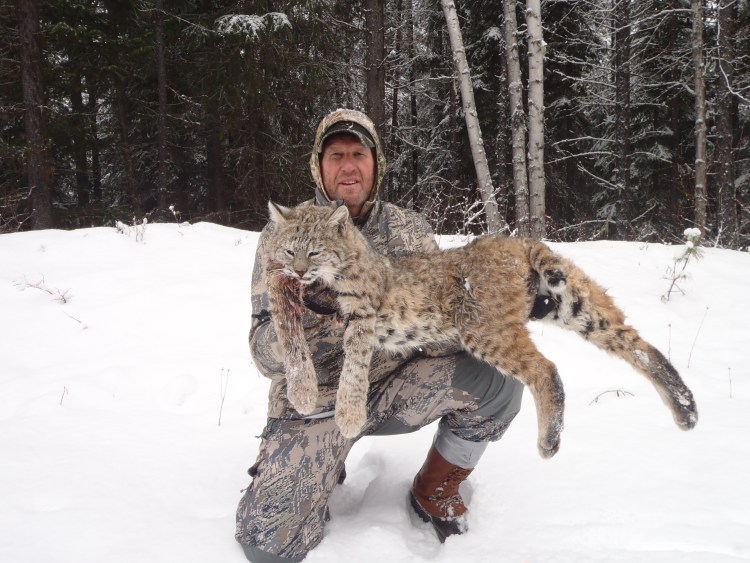 Бобкэт Рысь с человеком