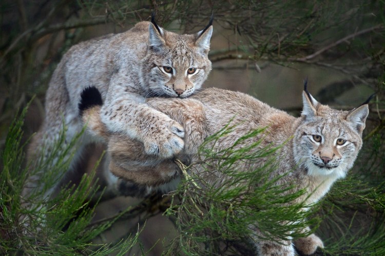 Рысь в Орловской области