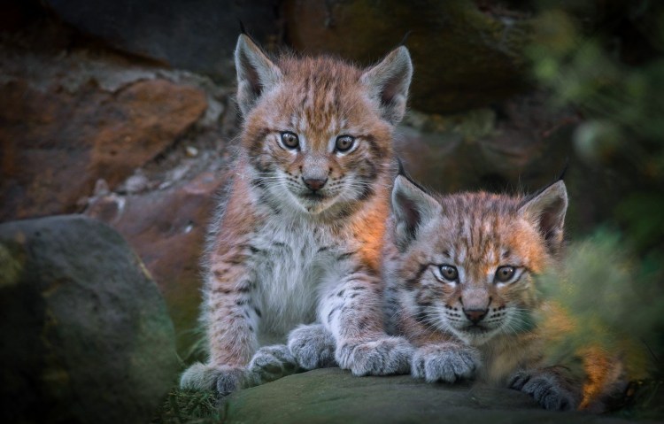 Зоопарк Лимпопо Рысь