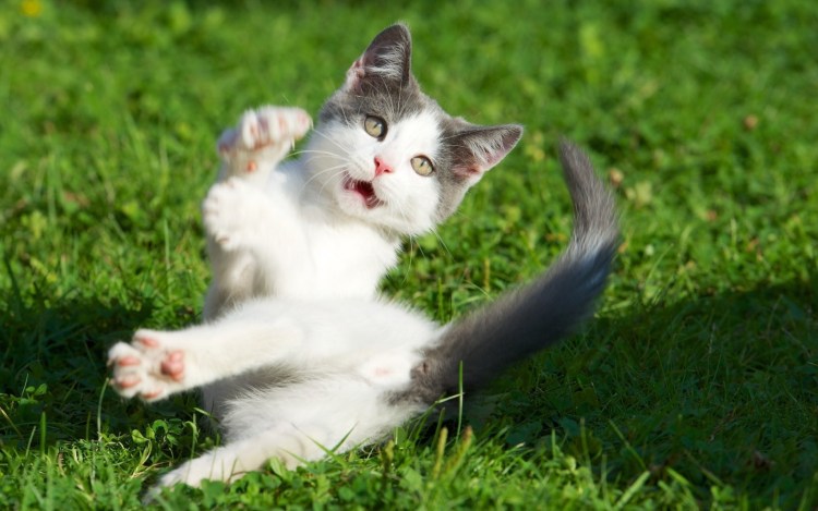 Черный котенок с белыми лапками