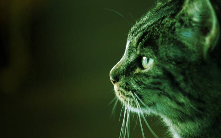 Рыжий кот в траве