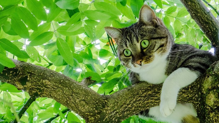 Кошка на пеньке