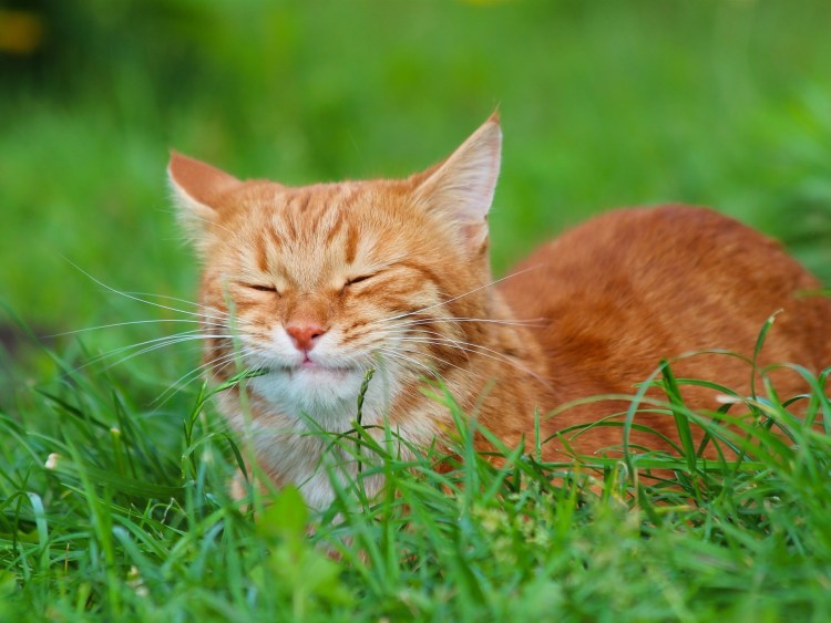 Белая кошка на природе