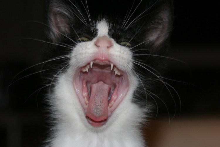 Слизистые оболочки собаки