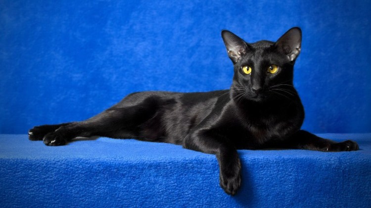 Черный ориентальный кот