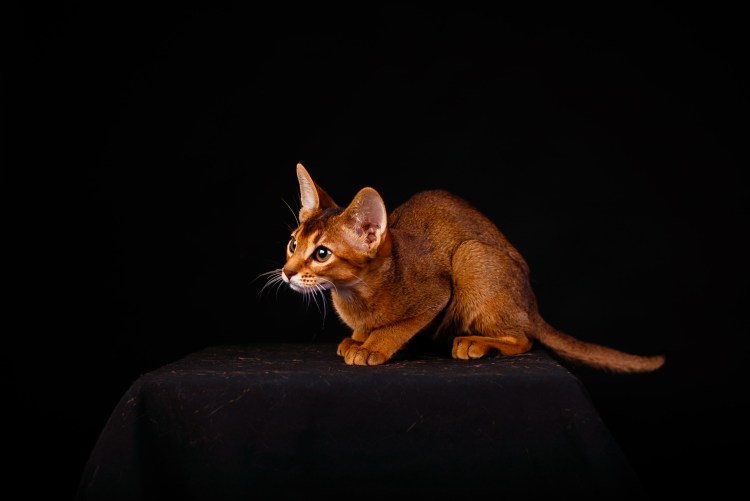 Европейская Бурманская кошка черная