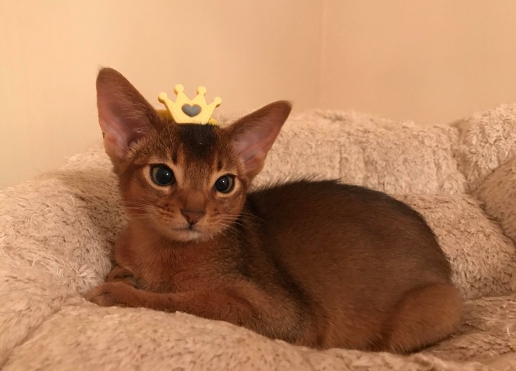 Абиссинская кошка