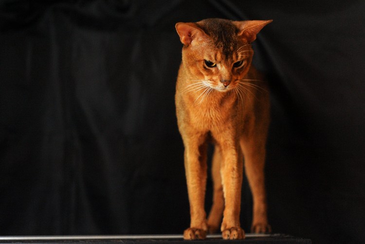 Кошка Египетская абиссинец