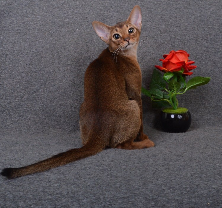 Чаузи окрас Гризли