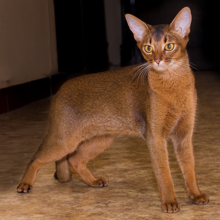 Абиссинская кошка черная