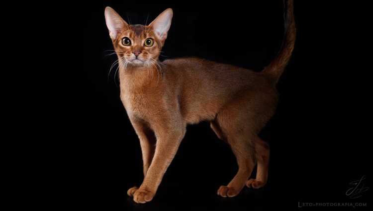 Абиссинская дикий