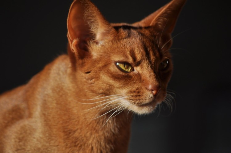 Абиссинская кошка черная