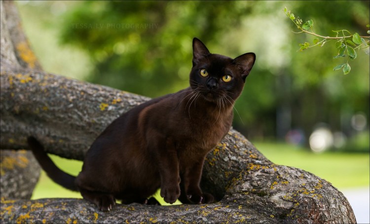 Абиссинская черная