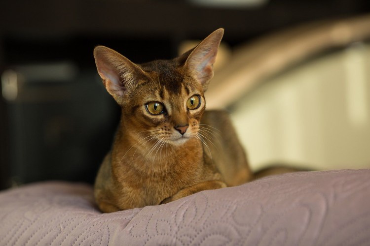 Египетская кошка Абиссинская