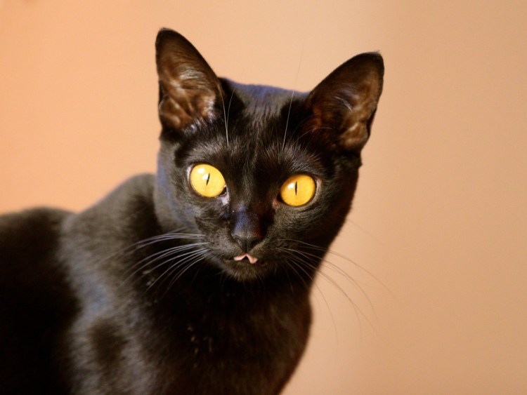 Коричневая уличная кошка