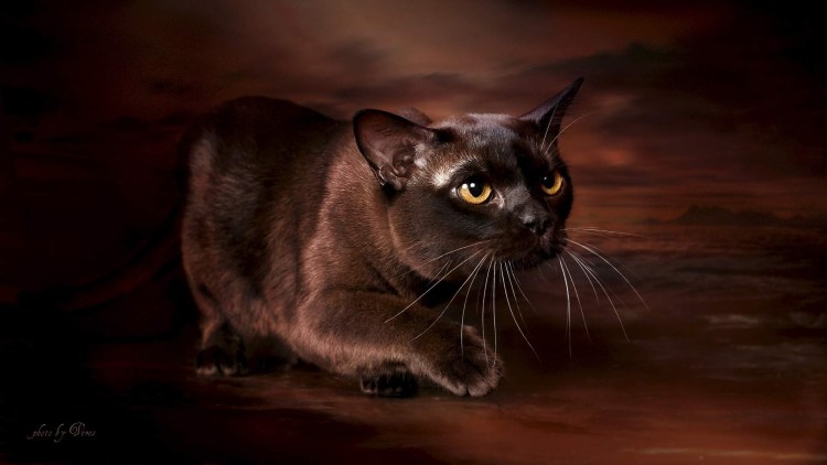 Бурманская короткошерстная кошка