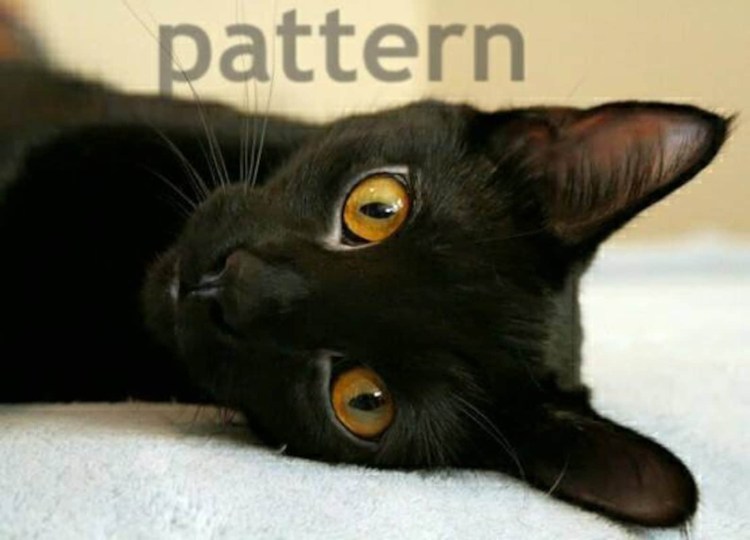 Коричневая кошка пушистая