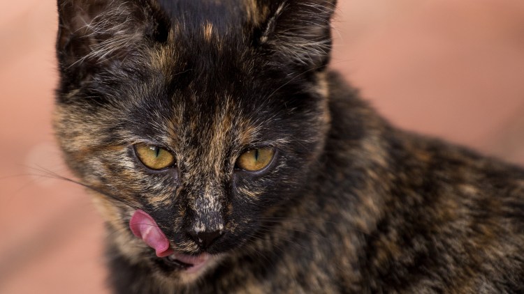 Чёрно-коричневая кошка