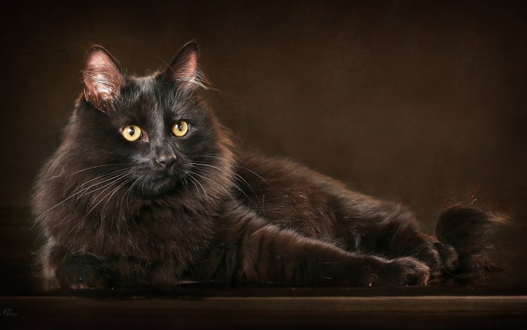 Темно коричневый кот